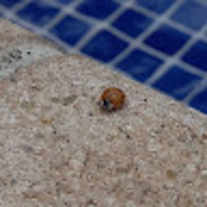 Meet your Posher, Ruge